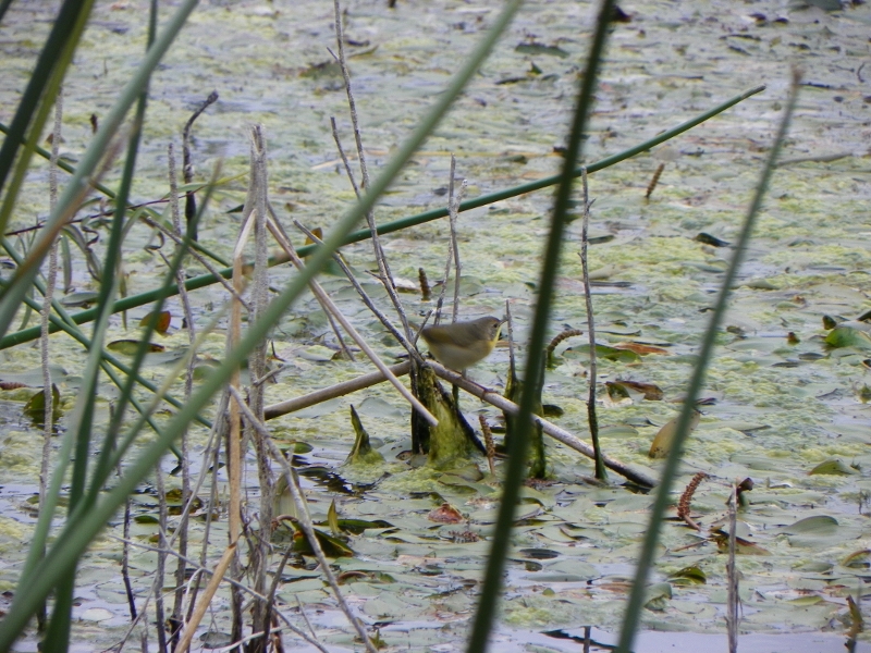 100_3536 (800x600).jpg - Common Yellowthroat, photo by Elaine Horton